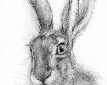 Oeuvre d'art originale - dessin au crayon A4 d'un lièvre par l'artiste animalière Belinda Elliott