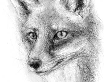 Oeuvre d'art originale - dessin A4 au fusain et au crayon d'un renard par l'artiste animalière Belinda Elliott