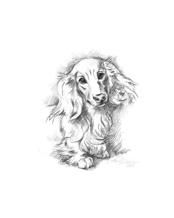 Dog Portrait Long Haired Dachshund Doxie 8w Instant Etsy