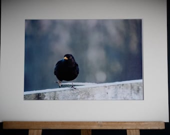 Blackbird on Ice – A4-Druck im matten A3-Rahmen, signiert von Debra Angel