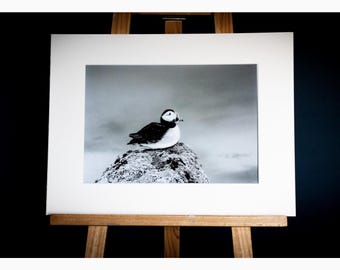 Papageientaucher-Barsch-Druck (A4) im matten A3-Rahmen, signiert von der Künstlerin Debra Angel