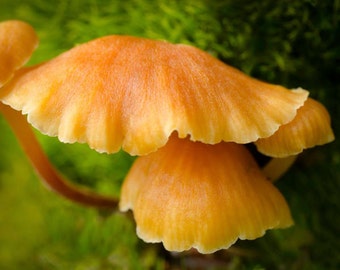 Coral Mushrooms: 8x12 nature photography print