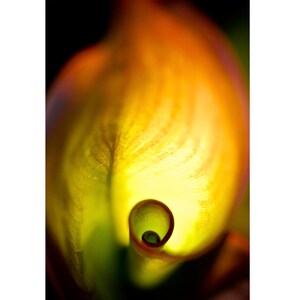 Spiral Leaf photography greeting card 5x7 frameable image 1