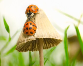 Lady Bug Kiss, 8x8 Canvas Giclee Print, Romantic Macro Nature Mushroom Fine Art Photography