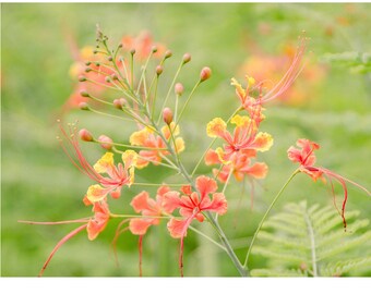 Tropical flower notecard - 5x7" frameable