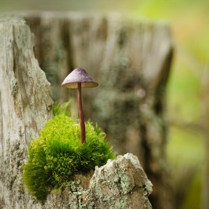 Mushroom Perch: 8x10 nature photography print.