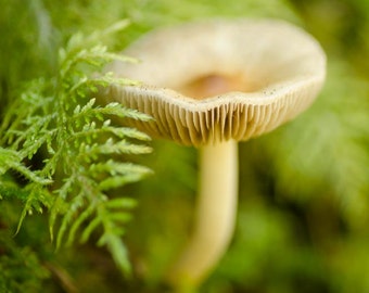 Mushroom in Feather Moss: 8x10 nature photo print.