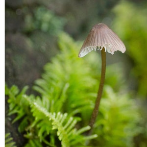 Nibbled Mushroom: 8x10 fine art nature print. image 1
