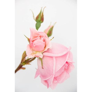 Pink Rose with Buds: flower photography notecard - 5x7" frameable