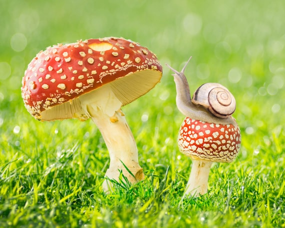 Snail and Mushroom 8x10 Whimsical Nature Photography Print of