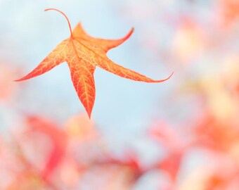 Fine art nature photography print of falling autumn leaf: Autumn Joy.