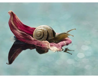 Snail Gondola: blank greeting card for any occasion - 5x7" frameable