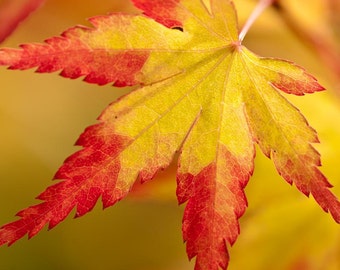 Autumn Leaf: 8x10 fine art nature print.