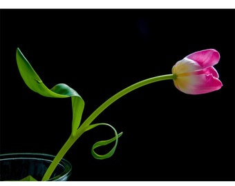 Pink Tulip: 8x10 flower photo art