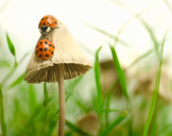 8x10 Ladybugs romantic photo print. Whimsical nature art gift for her.