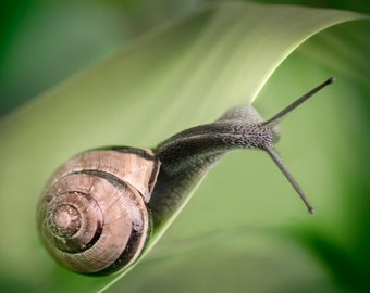 Curious Snail: 8x10 nature photography print.