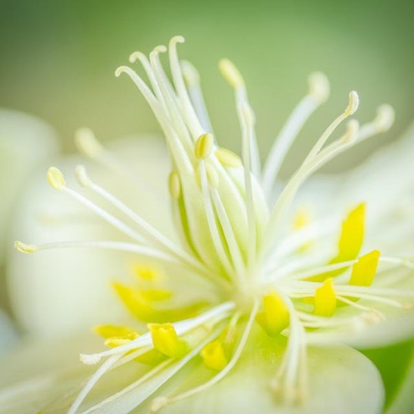 Lenten Rose Closeup: 8x10 botanical photo print