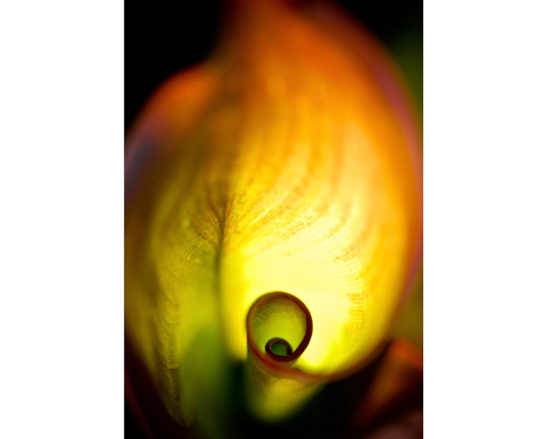 Spiral Leaf photography greeting card 5x7 frameable image 1