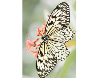 Tree Nymph Butterfly greeting card - 5x7" frameable