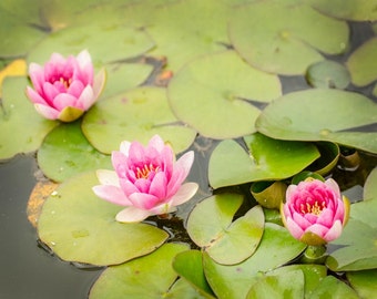 Pink Water Lilies: 8x10 photographic flower print