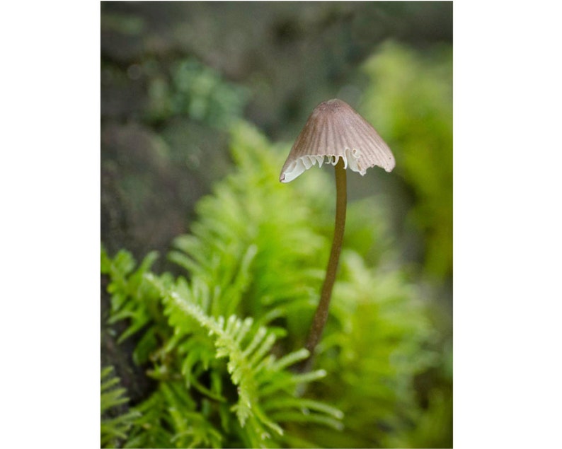 Nibbled Mushroom: 8x10 fine art nature print. image 1