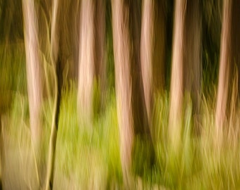 Abstract Cedars: 8x10 nature photography print.