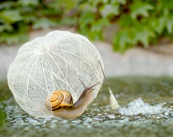 Snail art 8x10 whimsical animals photography titled "Snail Housework".