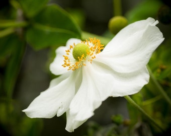 Angel flower photo greeting card - 5x7" frameable