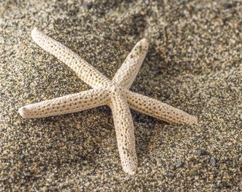 Starfish: 8x10 beach photography art.