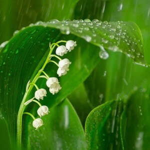 Lily of the Valley Rain: 8x10 floral photography print