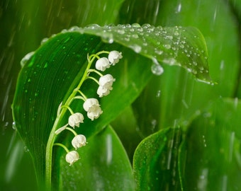 Lily of the Valley Rain: 8x10 floral photography print