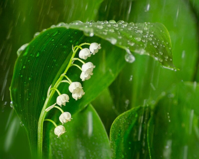 Lily of the Valley Rain: 8x10 Floral Photography Print - Etsy