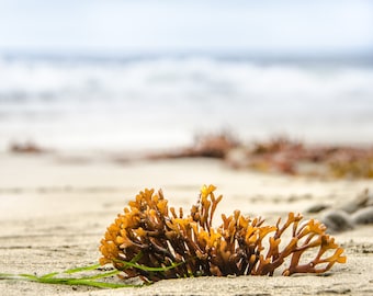 Beach photography greeting card - 5x7" frameable