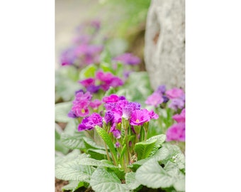 Purple Primrose: blank flower card - 5x7" framable