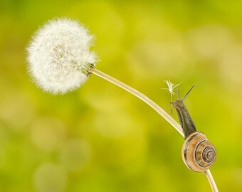 Snail whimsical nature art 8x10 photo print of snail on dandelion titled "Unsung Hero".