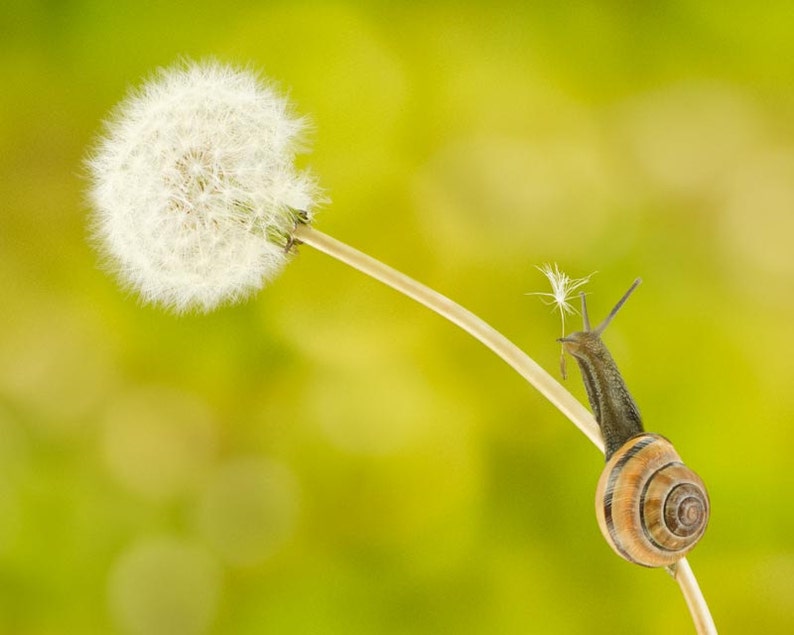 Snail whimsical nature art 8x10 photo print of snail on dandelion titled Unsung Hero. image 1