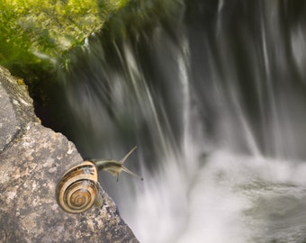 Waterfall snail 8x10 nature photography print.