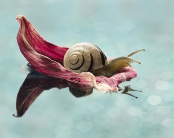 Snail whimsical nature art 8x10 cyan and marsala photography print of snail floating on water titled "Snail Gondola".