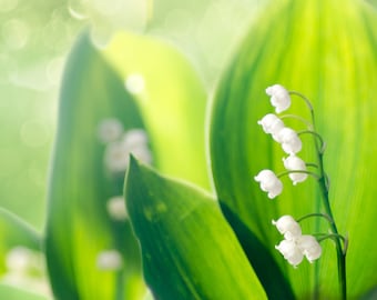 8x10 Lily of the Valley flower photography print. Ready to ship