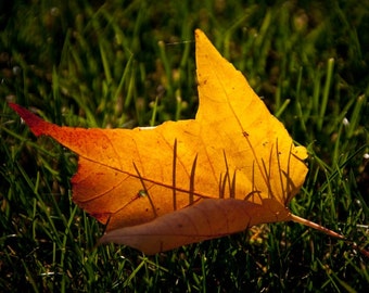 Feuille d’or : impression photographique de nature 8x10.