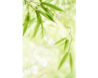 Bamboo closeup: nature greeting card - 5x7" frameable