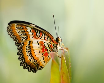 Lacewing Butterfly greeting card - 5x7" frameable