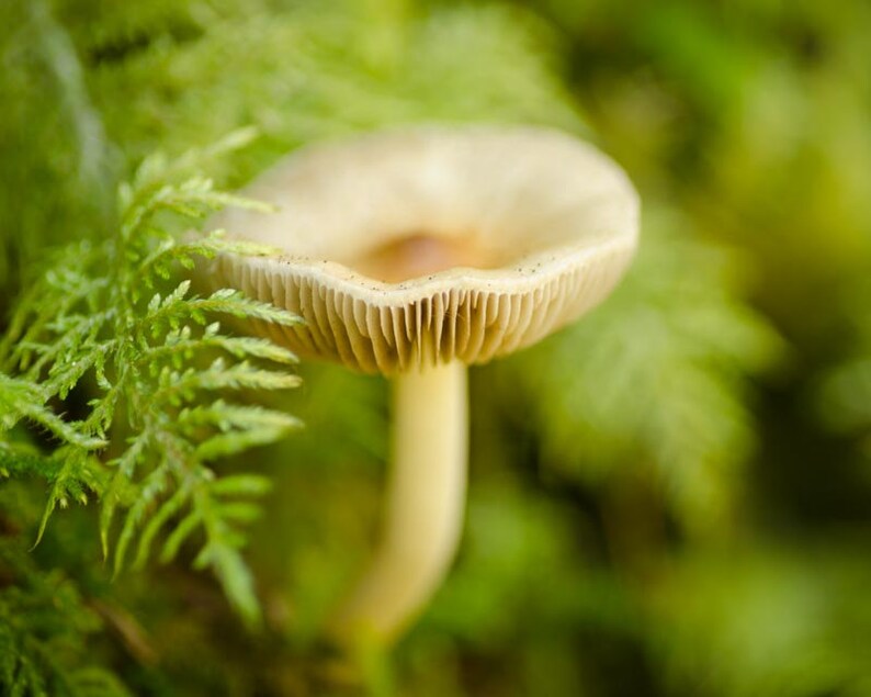 Mushroom in Feather Moss: 8x10 nature photo print. image 1