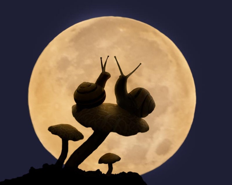 8x10 Photography art of Snail couple in moonlight. Cute anniversary gift for her. image 1