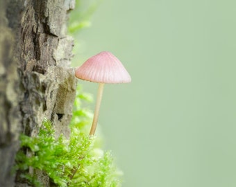 Tree Climber Mushroom: 8x10 fine art nature image. Available in more sizes