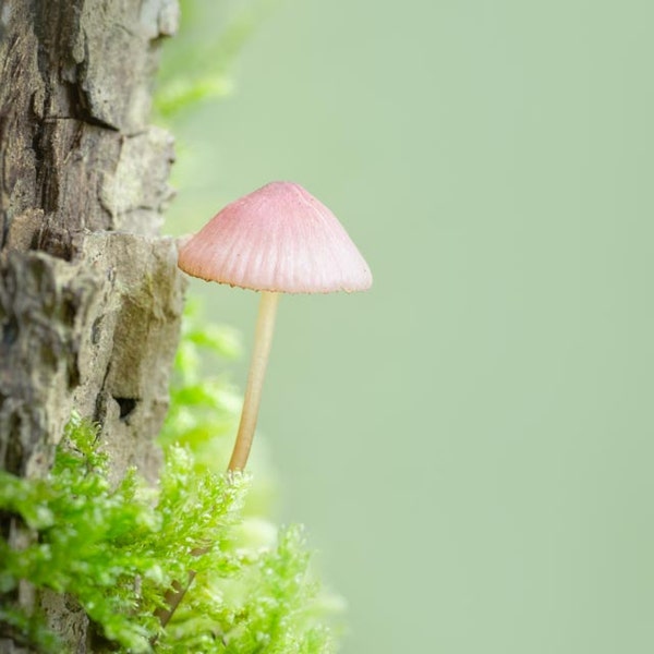 Tree Climber Mushroom: 8x10 fine art nature image. Available in more sizes