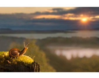 Sunset Snail: 8x10 nature animal fine art photography print.