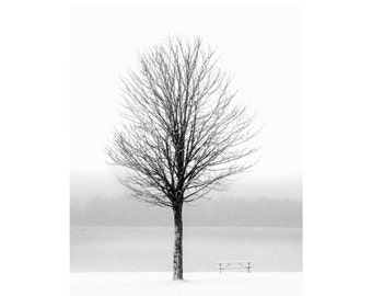 Winter Tree: 8x10 black & white nature photographic print.