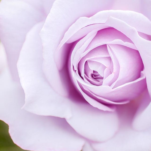 Lavender Rose: 8x10 fine art flower photograph