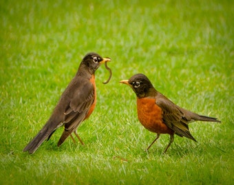 8x10 Bird photography fine art print of robin couple.